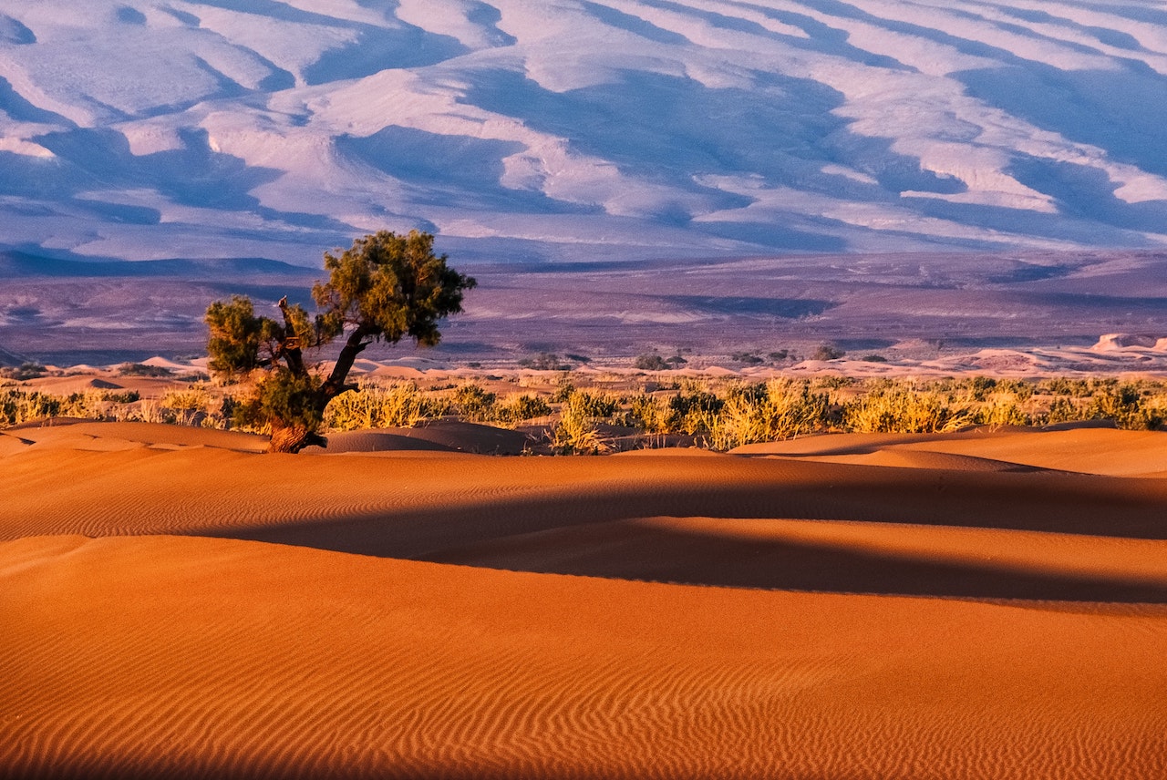 Sand dunes at sunset with a line of camels
